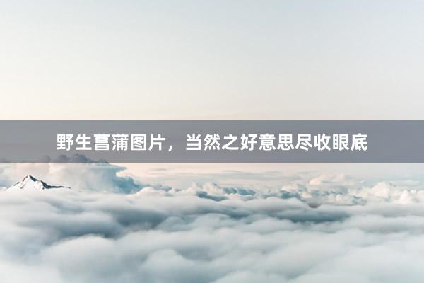 野生菖蒲图片,当然之好意思尽收眼底